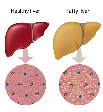 Liver